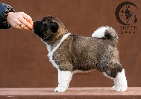 Щенки Американской акиты